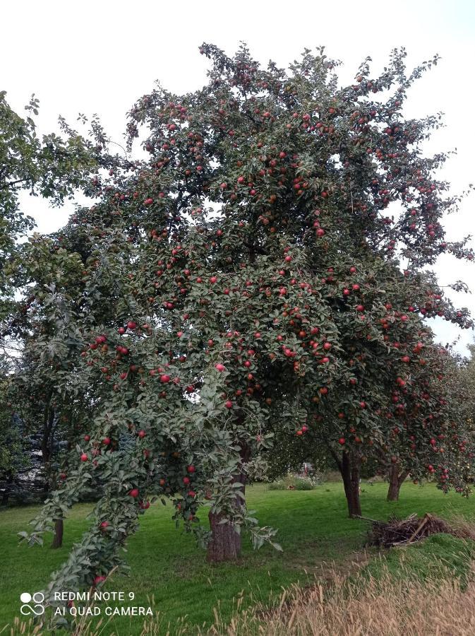 Roze I Jablonie Agroturystyka Gryfow Slaski Ngoại thất bức ảnh
