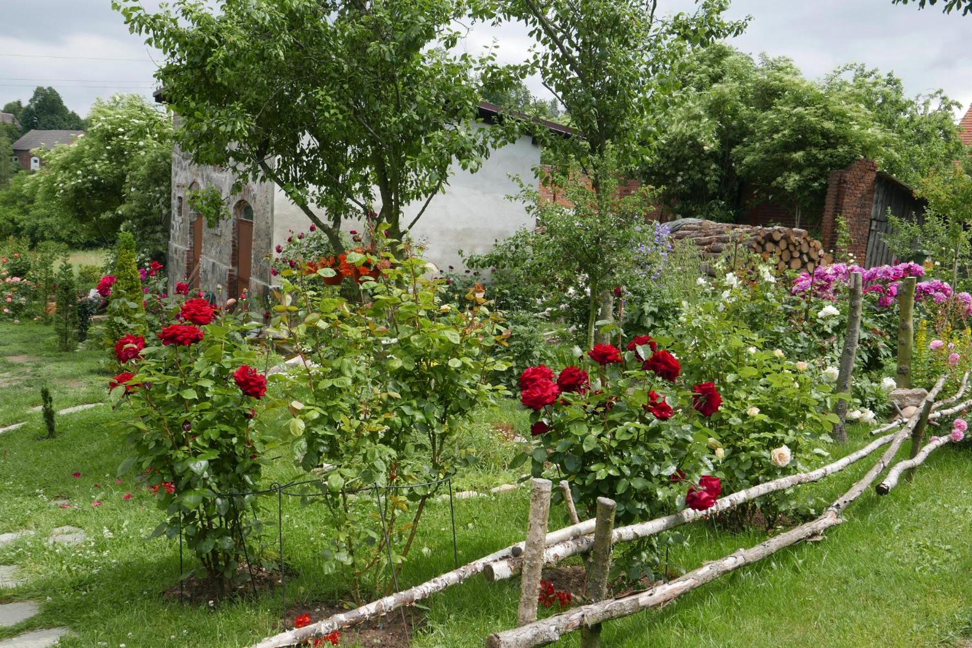 Roze I Jablonie Agroturystyka Gryfow Slaski Ngoại thất bức ảnh